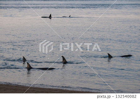 Killer whale family, hunting sea lions on the paragonian coast, Patagonia, Argentina 132540082