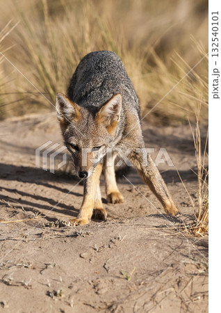 Pampas Grey fox in Pampas grass environment, La Pampa province, Patagonia, Argentina. Pampas Grey fox in Pampas grass environment, La Pampa province, Patagonia, Argentina. 132540101