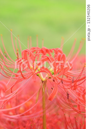 緑に映える美しい彼岸花　群生 132540206