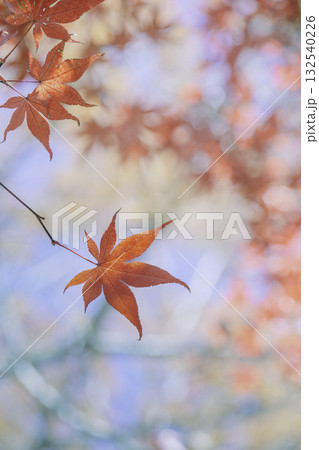 光に透ける紅葉 132540226