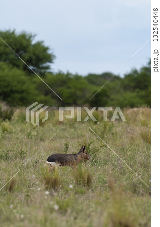 Patagonian Cavi.Peninsula de Valdes 132540448