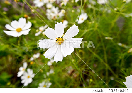 白いコスモスの花 白いコスモスの花 132540843