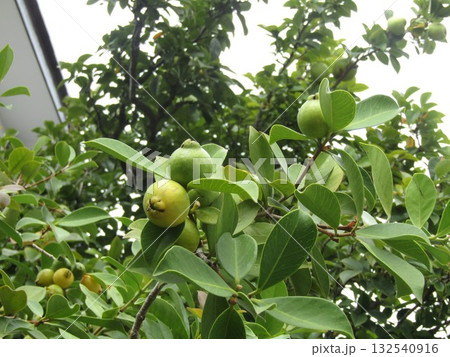 もう直ぐ熟すグァバの緑色の実 132540916
