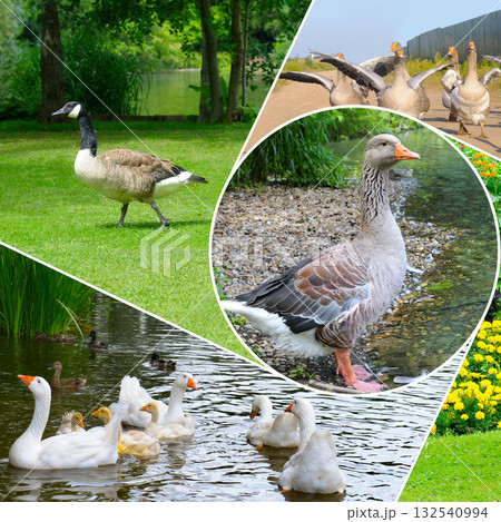 Compilation of Waterfowl: Domestic and Wild Birds in Different Scenes Compilation of Waterfowl: Domestic and Wild Birds in Different Scenes 132540994
