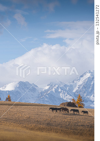 Beautiful autumn panorama of Altai mountains with grazing horses on a sunny day. Horses graze near the mountains. 132541272