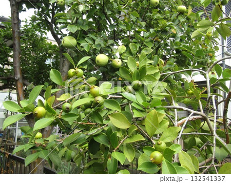 もう直ぐ熟すグァバの緑色の実とカリンの黄色い実 132541337