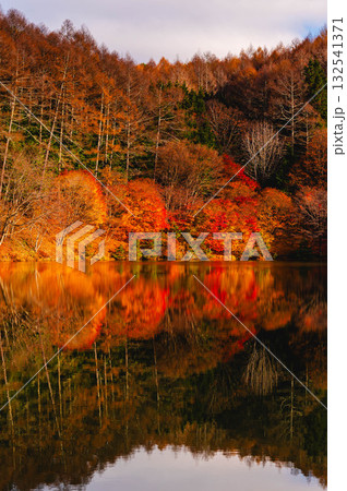 晩秋のいずみ湖 晩秋のいずみ湖 132541371