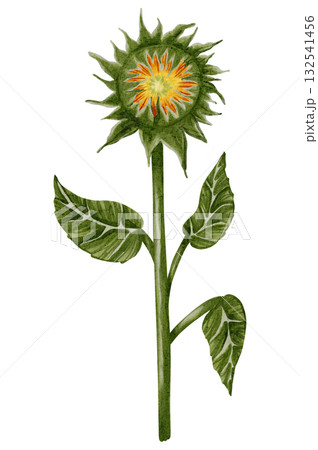 Hand drawn watercolor set of sunflowers in different poses. Flowers. Botanical watercolor illustration. Perfect for botanical design, print, posters, decor, packaging. Hand drawn watercolor set of sunflowers in different poses. Flowers. Botanical watercolor illustration. Perfect for botanical design, print, posters, decor, packaging. 132541456
