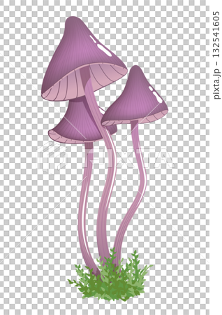 Three small poisonous mushrooms on thin stems Three small poisonous mushrooms on thin stems 132541605