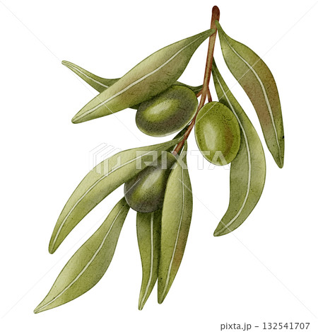Hand drawn watercolor olive branch with green and black fruits and leaves. Olive branches, leaves and fruits. For fabric, wrapping paper, scrapbooking, packaging design, kitchen, menu. Hand drawn watercolor olive branch with green and black fruits and leaves. Olive branches, leaves and fruits. For fabric, wrapping paper, scrapbooking, packaging design, kitchen, menu. 132541707