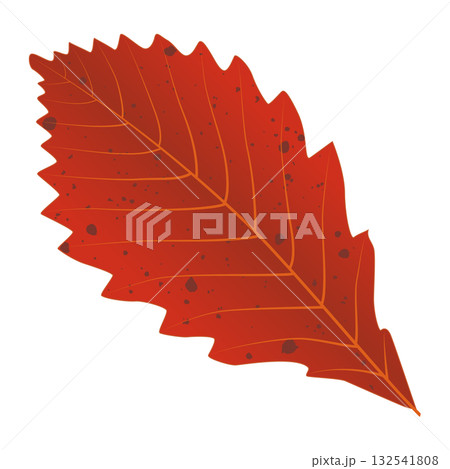 Fallen autumn dark red leaf 132541808