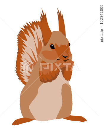 A cute fluffy red squirrel gnawing on a nut 132541809