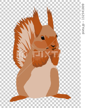 A cute fluffy red squirrel gnawing on a nut 132541809