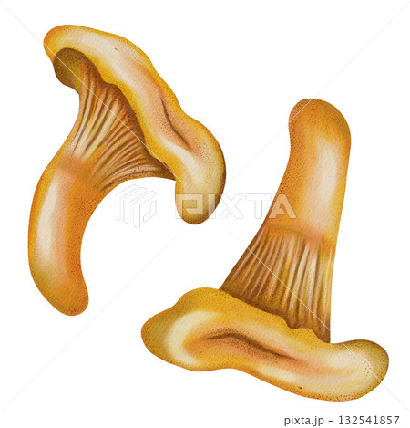 Watercolor illustration of chanterelle mushrooms. Mushrooms. Autumn. Children's illustration. Suitable for books, packaging, and postcards. 132541857