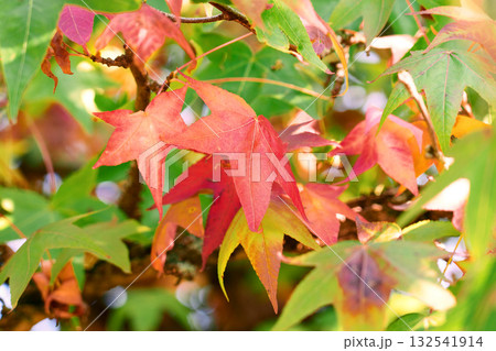 Colorful autumn foliage of the liquidambar tree with red, yellow and green leaves 132541914