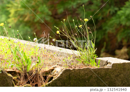 Wild yellow dandelion flowers growing in cracked concrete structure Wild yellow dandelion flowers growing in cracked concrete structure 132541940