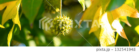 Prickly fruit of autumn liquidambar surrounded by the green and yellow foliage. Sweetgum tree Prickly fruit of autumn liquidambar surrounded by the green and yellow foliage. Sweetgum tree 132541948