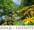 山の花 山の花 132542078
