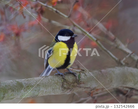 tit sitting on a tree branch against a blurred background tit sitting on a tree branch against a blurred background 132542666