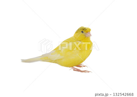 canary isolated on white background canary isolated on white background 132542668