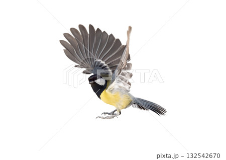 tit with spread wings before takeoff isolated on white background tit with spread wings before takeoff isolated on white background 132542670