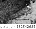 白が映える鷺 132542685