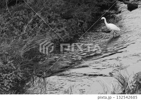 白が映える鷺 132542685