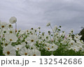 くもりでも綺麗に咲く白いコスモス 132542686