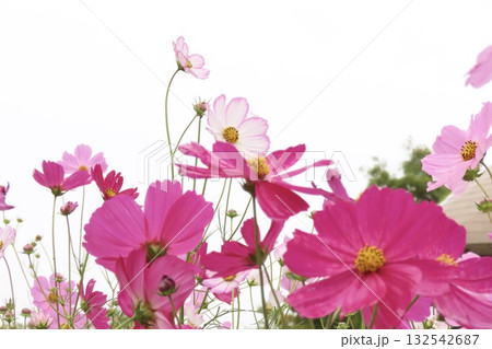 空に向かって咲くコスモス 132542687
