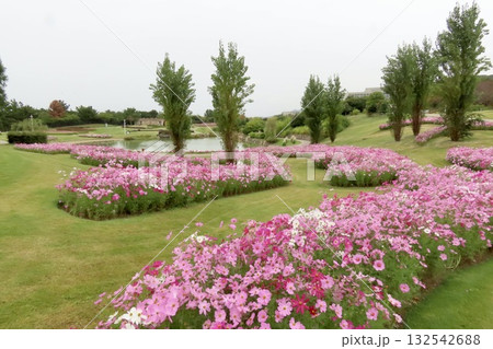 公園の中のコスモス畑 132542688