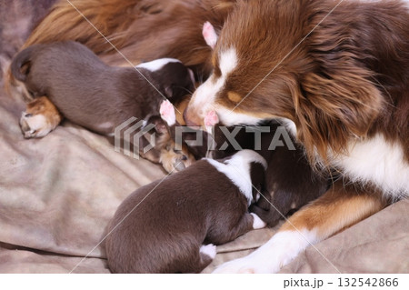 Mother dog is nursing her puppies 132542866