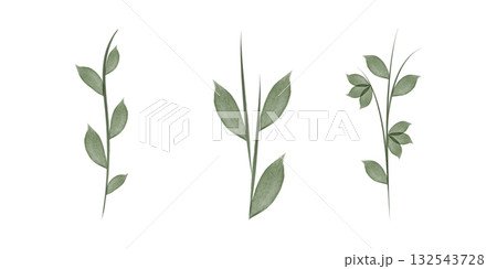 Three Watercolor illustrations of floral stems with leaves are displayed on a white background. Each stem has unique leaves. These illustrations are ideal for adding nature. 132543728