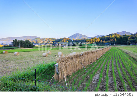 掛け干しと稲わらロール 掛け干しと稲わらロール 132544505