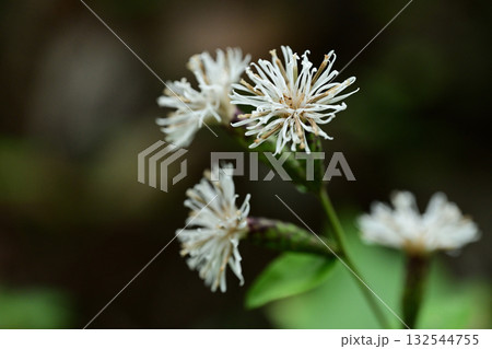 秋の野草　コウヤボウキの白い花 132544755