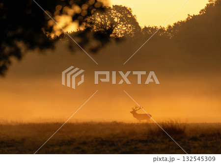 Silhouette of a red deer stag standing in a misty field during a golden sunrise 132545309