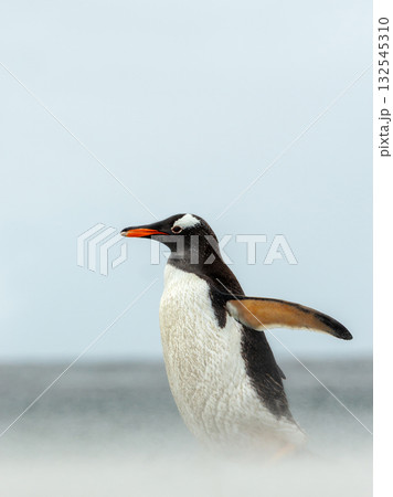 Gentoo penguin walking along a sandy beach on a windy day Gentoo penguin walking along a sandy beach on a windy day 132545310