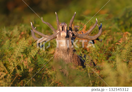 Portrait of a red deer stag roaring in dense fern during rutting season Portrait of a red deer stag roaring in dense fern during rutting season 132545312