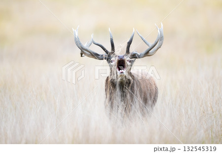 Portrait of a red deer stag roaring during rutting season in autumn 132545319