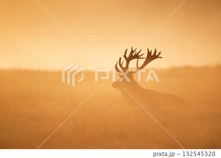 Silhouette of a red deer stag lying in a misty field during a golden sunrise Silhouette of a red deer stag lying in a misty field during a golden sunrise 132545320