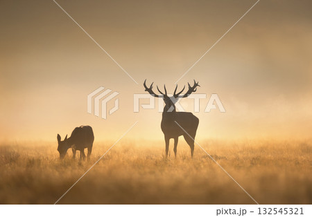 Silhouette of red deer stag roaring in misty field at golden sunrise 132545321