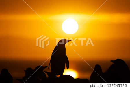 Close-up silhouette of a Gentoo penguin in a colony at golden sunrise in Falkand Islands Close-up silhouette of a Gentoo penguin in a colony at golden sunrise in Falkand Islands 132545326