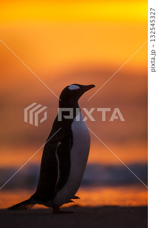 Close-up silhouette of a Gentoo penguin at golden sunrise in Falkand Islands 132545327