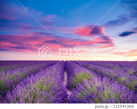 Lavender field at sunset. Provence France 132545369