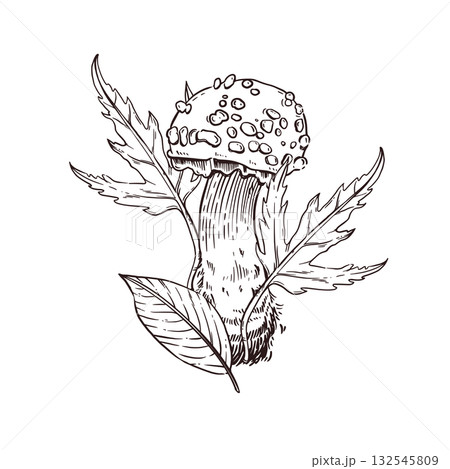 Fly agaric with autumn leaves and a small cap. All objects are hand-drawn in ink, converted into vector. Perfect for printing on postcards, in books, for coloring books. 132545809