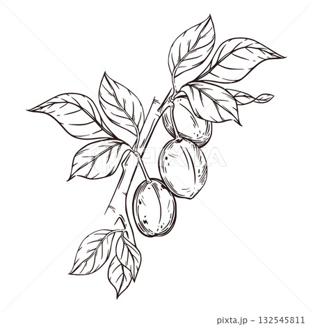 Plums, garden fruits on a branch with leaves. All objects are hand-drawn in ink and converted into vector. The illustration is perfect for product packaging design, printing on fabric, paper. 132545811