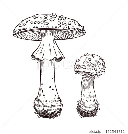 Vector illustration set, forest fly agarics of different sizes, hand-drawn in ink and translated into vector. The illustration is perfect for printing on paper and fabric Vector illustration set, forest fly agarics of different sizes, hand-drawn in ink and translated into vector. The illustration is perfect for printing on paper and fabric 132545812