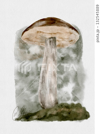 An Elegant Watercolor Mushroom Illustration Set Against a Textured Background Surface 132545889