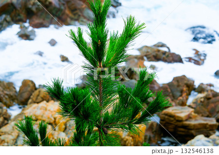 Pine Tree with needles and Pine Cone. Pine tree branch with cones in autumn 132546138