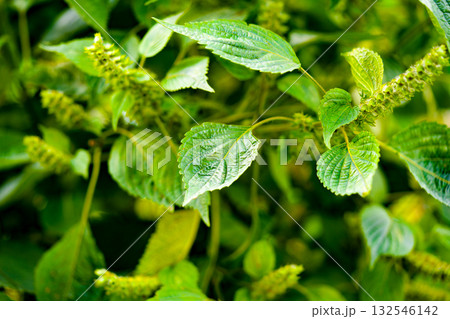 Perilla is growing in the garden. Beefsteak plant in Korea Perilla is growing in the garden. Beefsteak plant in Korea 132546142