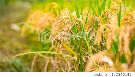 Rice. A large area of rice seedlings growing in the fields of Korea. Rice. A large area of rice seedlings growing in the fields of Korea. 132546145
